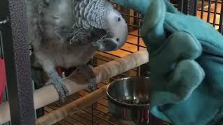 미용실 회색앵무 콩이