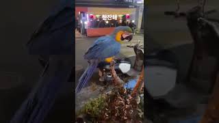 #앵무새 #한잔해