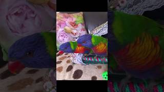 #Parrot says “I love you”# “사랑해” 말하는 앵무새#