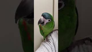 한스마카우 밍밍