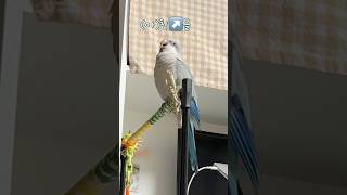 앗↘️침↗️을 담당하고 있꾸 #퀘이커앵무송꾸꾸 #산새가…