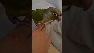 오늘 분양 받은 앵무새(그린칙 코뉴어)