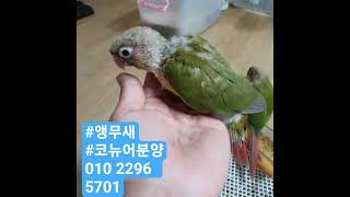 #앵무새분양#코뉴어분양합니다#인천입니다010 2296  5701  문자주세요