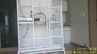 한스마카우 입양 2일째...우리히트 말도 알아들어~