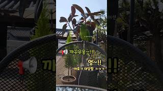 #말하는앵무새 #한스마카우