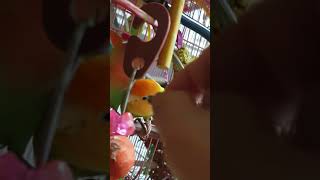 &quot;감사합니다 &quot;예의바른 모란앵무새