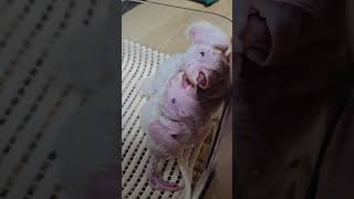 퀘이커앵무새 16일차와 18일차 아가들 사랑입니다~♡ …