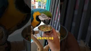야채먹는 청금강앵무새 루카 #shorts
