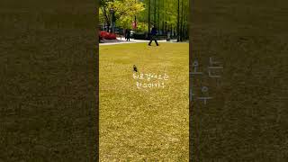 좋은날 송상현광장  산책갔는데  뒷걸음질 치는 순덕이#한스마카우#앵무새산책#뒷걸음앵무