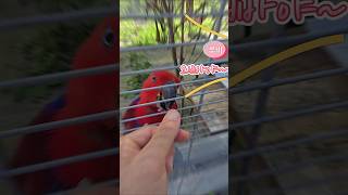 오빠야~ 안녕하세요  말하는 뉴기니아앵무새들  #eclectus #parrot #bird # talking korean parrot