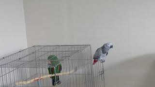 노래하는앵무새  회색앵무 조이씨 말하는영상