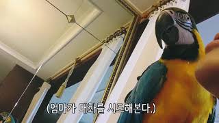 엄마 때리고 사과하는 앵무새 ㅋㅋㅋㅋ귀여워