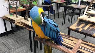 청금강 앵무, Blue & Gold Macaw