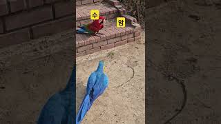 청금강 #앵무새청하 #앵무새홍주 #앵무새 암수