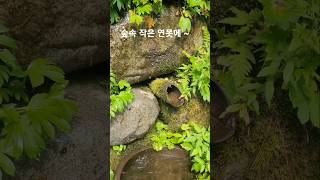 #숲속 작은 연못에 물고기가 #금강모치(최상류 지역에 서식)