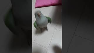 《앵무새완두》 행동을 따라하는 앵무새 /퀘이커앵무/끄덕끄덕/quaker  parrot