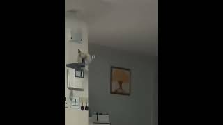 소망이(코뉴어)