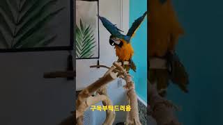 목욕 후 털 말리는 청금강앵무새 루카 #shorts