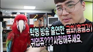 턱형 가조쿠분들 우리금화(홍금강) 많이 사랑해주세요. 구독자 1만명 가즈아!!!