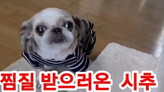 [2] 찜질하자 부르면 오는 #강아지!? #시추강아지 #앵무새와강아지#말하는앵무새#퀘이커앵무새#강아지디스크#강아지디스크증상#강아지디스크치료