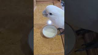 올 겨울 태어난 듀컵 코카투 남아 별이가 보호자님이 만…