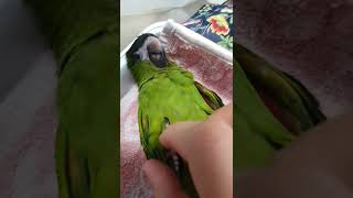 #반려앵무 #앵무새솜이 #한스마카우 #parrot