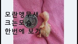 모란 앵무새 성장비디오 (Videoclip about the development of Golden Cherry parrot)