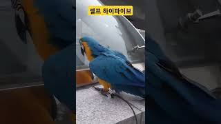 앵무새의 하이파이브 #청금강 #청금강앵무새 #마카우 #parrot #macaw #앵무새 #동물 #반려동물 #애완동물 #animal #루카 #산책