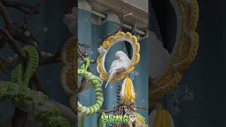 털정리중#목도리앵무새#앵무새#parrot#말하는앵무새#털갈이#털고르기