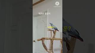 앵무새ㅡ순돌이도 개콘 좋아해
