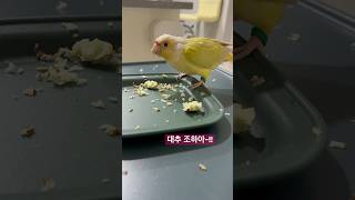앵무새 먹방 part 3 #parrot #birds #…