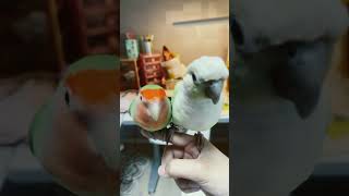 #앵무새 #모란이피기까지는 #코뉴어 모니수박    내가…