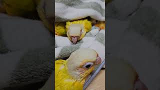 자리가 부족해~ㅠ                                  #코뉴어앵무새 #앵무새 #이유조 #반려동물 #반려조 #분양