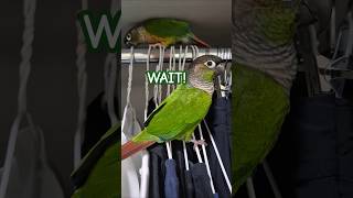 코뉴어앵무새#하랑이#하봉이#parrot#pets#cute