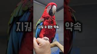 약속은 어기라고 있는거 아니냐며 반항하는 앵무새 #윙스패밀리 #홍금강라틴 #약속은지켜야지