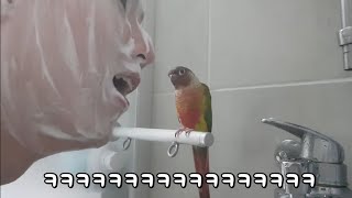 앵무새랑 같이 샤워하는 꿀탬