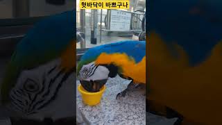 물 마시는 청금강앵무새 루카 #청금강 #청금강앵무새 #…