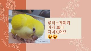 아가가 너무 보고싶어 또 보러 다녀왔어요 . 루티노 퀘이커