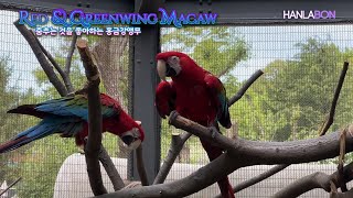 [한라BON] 홍금강 앵무, 두 번째 등장!
