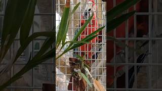 나가고 싶어하는 홍금강