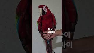 앵무새 ☆ 홍금강 앵무새 ☆☆☆ 붉은색 깃털과 파랑과 노란색 깃털의 화려한새 !!! 혀가 사람의 혀와 비슷해 사람의 목소리를 흉내낸다고...
