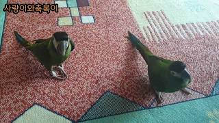 옐로우카라마카우