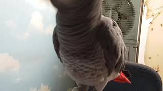 회색앵무새 다미 ~문자왔어