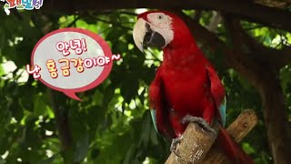 Wild Family, Scarlet Macaw #05…