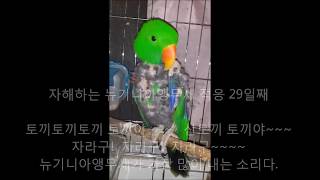 self injury Eclectus parrot th…
