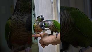 코뉴어앵무새#하랑이#하봉이#parrotcute#동물농장…