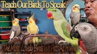 Teach Our Birds To Speak, The …
