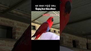 [젤리] 머리 위에서 사랑을 외치다 / 왜 굳이 머리 위에서..? / The parrot is saying ‘I love you’ from above