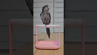 목욕 후에는 국수지 #앵무새 #birds #parrot…