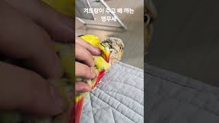 겨드랑이 주고 배 까는 앵무새 #parrot #birds #반려동물 #cute #코뉴어 #동물 #animals #pets